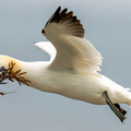 Gannet, Bempton Cliffs, Yorkshire, UK